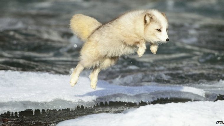 _67440540_c0138501-arctic_fox_jumping-spl
