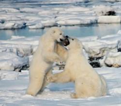 Polar_Bears_Play_Fighting
